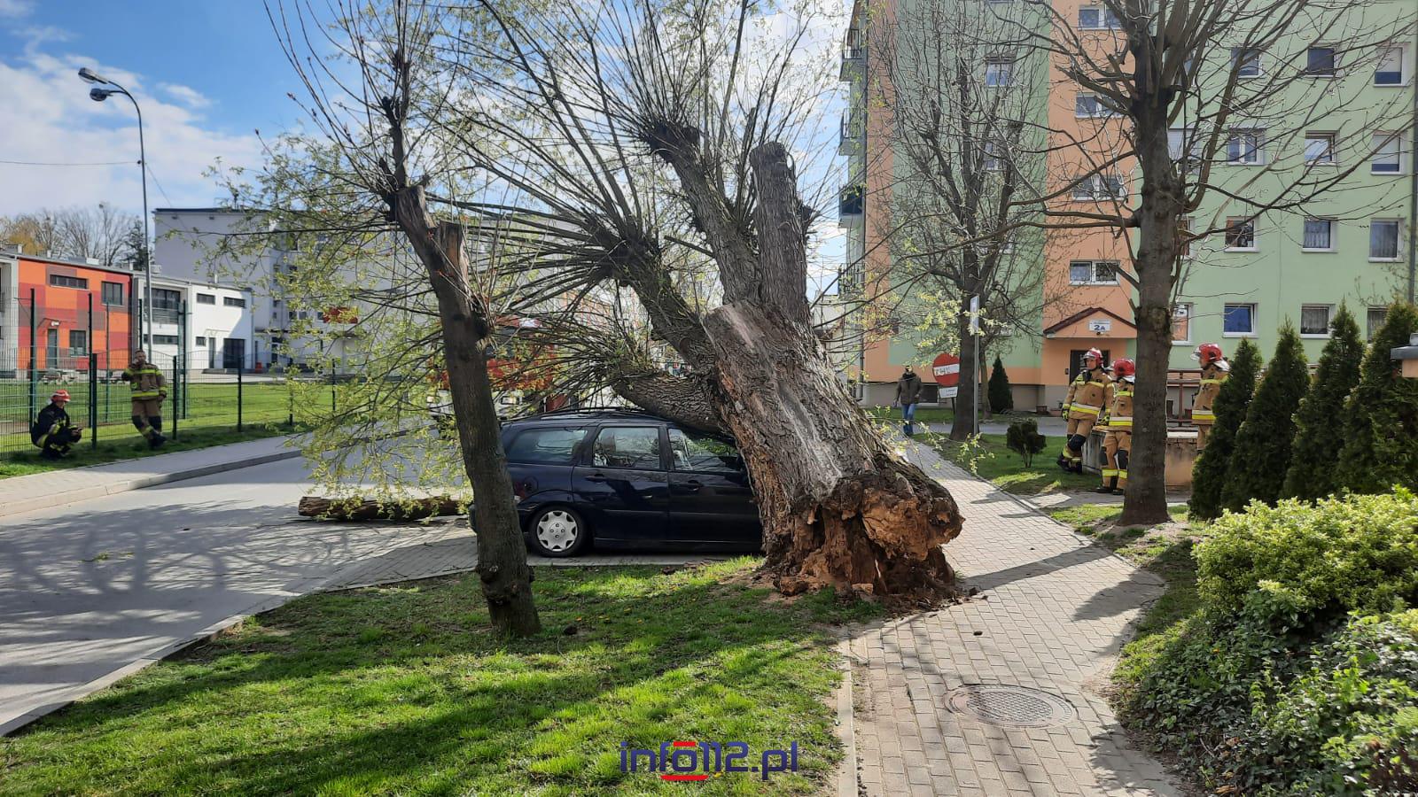 Ogromne Drzewo Przewróciło Się Na Samochody (Zdjęcia) : Informacje Z Polski I Świata – Info112.Pl