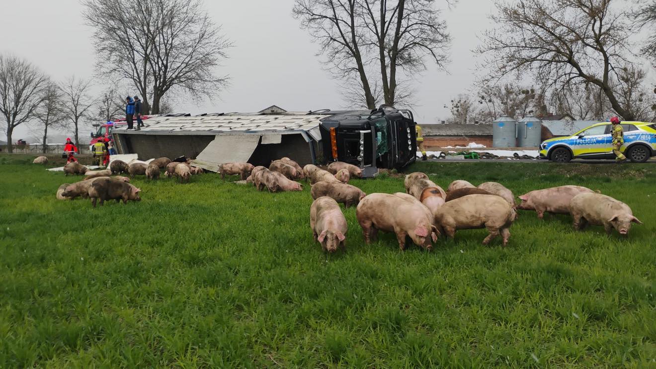 Ciężarówka z trzodą chlewną przewróciła się na bok. Zwierzęta wypadły z naczepy